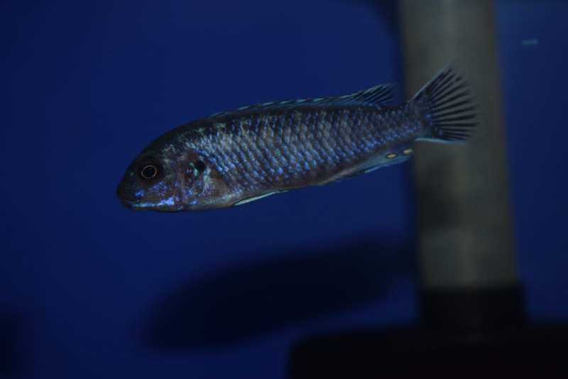 Labidochromis strigatus 'Chizumulu Island'